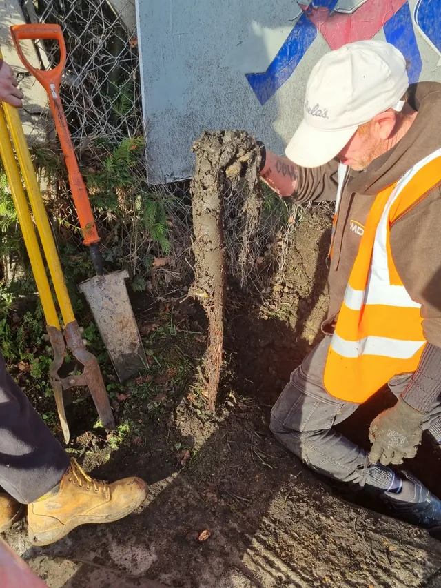 A mass of roots removed from a blocked drain during an estate callout